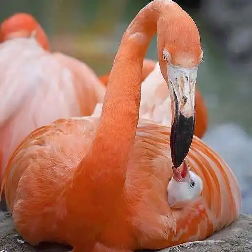 Play Flamingo Live HD Wallpapers APK