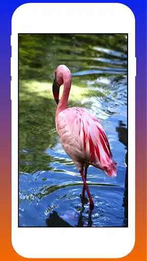 Play Flamingo Live HD Wallpapers and enjoy Flamingo Live HD Wallpapers with UptoPlay Play Flamingo Live HD Wallpapers and enjoy Flamingo Live HD Wallpapers with UptoPlay