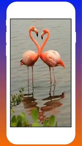 Play Flamingo Live HD Wallpapers as an online game online Flamingo Live HD Wallpapers with UptoPlay com.maheshprajapati.flamingolivewallpapers Play Flamingo Live HD Wallpapers as an online game Flamingo Live HD Wallpapers with UptoPlay
