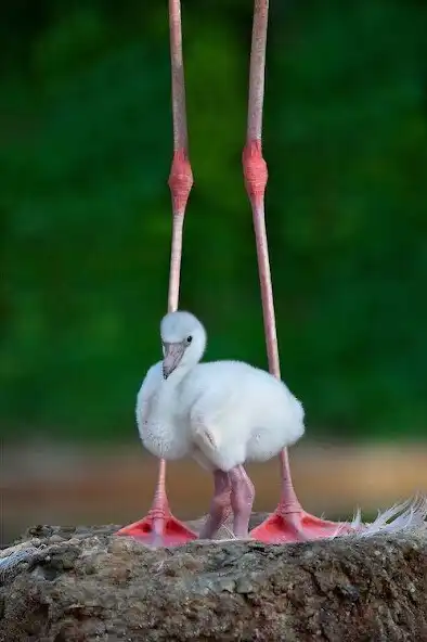 Play Flamingo Wallpapers HD