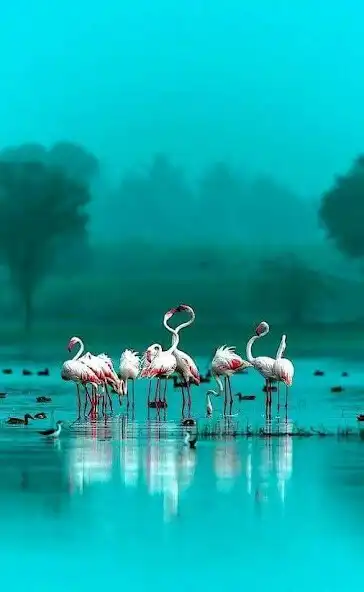 Play Flamingo Wallpapers HD