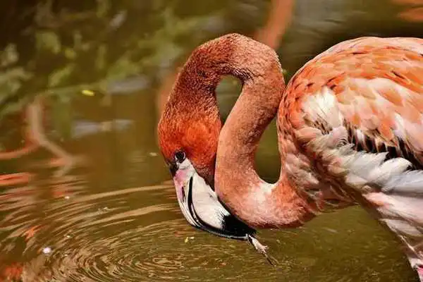 Play Flamingo Wallpapers HD
