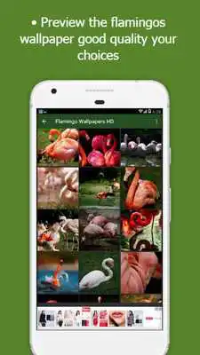 Play Flamingo Wallpapers HD