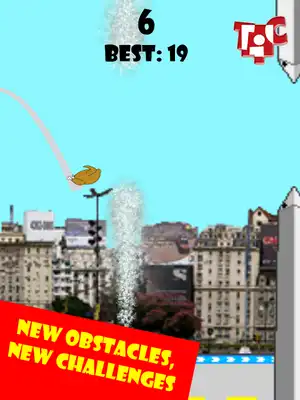 Play Flap Chicken Flap Argentina Play Flap Chicken Flap Argentina