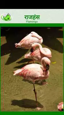 Play Flashcards Marathi Lesson