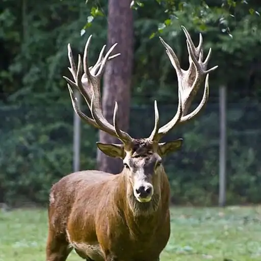 Play Fleisch-  Wildspezialitäten APK