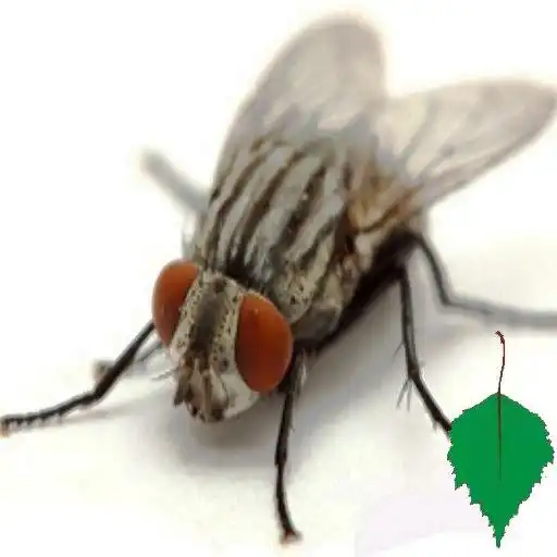 Play Flies APK