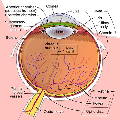 Play Floaters In The Eye as an online game Floaters In The Eye with UptoPlay