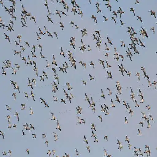 Play Flock of Birds Sound APK