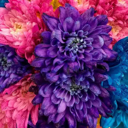 Run free android online Floral Wallpapers APK Run free android online Floral Wallpapers APK