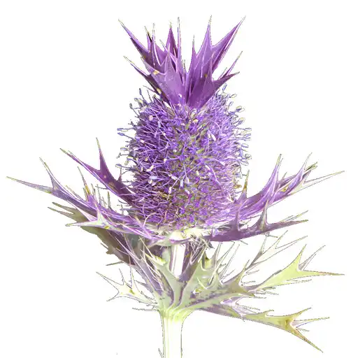 Play Flora of Texas: Fort Worth Prairie APK