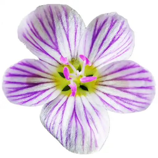 Play Flora of Virginia APK