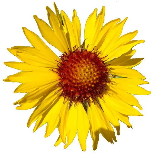 Play Flora of Yellowstone APK