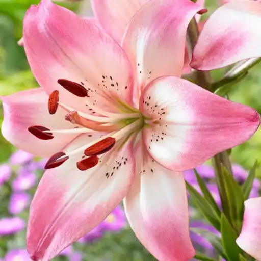 Play Flores hermosas. Galería APK