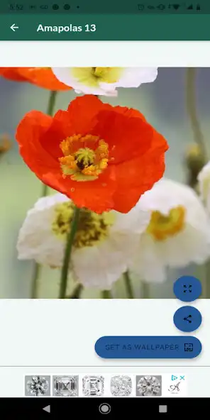 Play Flores hermosas. Galería  and enjoy Flores hermosas. Galería with UptoPlay