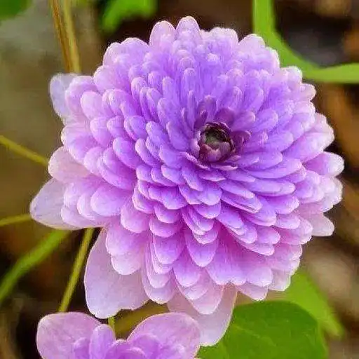 Play Flores hermosas APK Play Flores hermosas APK