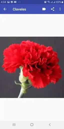 Play Flores hermosas  and enjoy Flores hermosas with UptoPlay