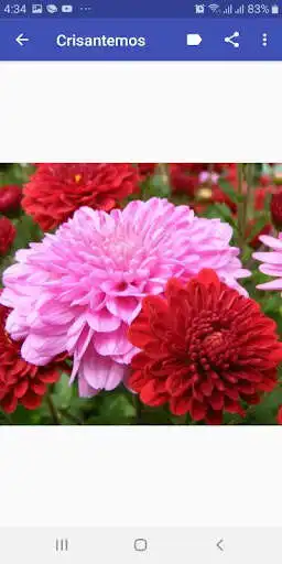 Play Flores hermosas as an online game Flores hermosas with UptoPlay