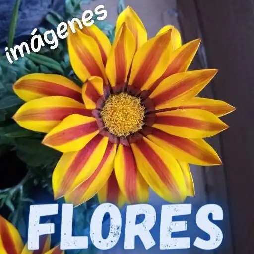 Play Flores lindas APK