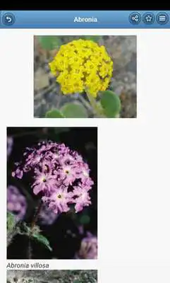Play Flower beds