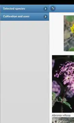 Play Flower beds
