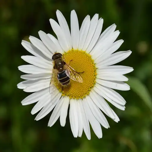 Play Flower Bee Wallpapers APK