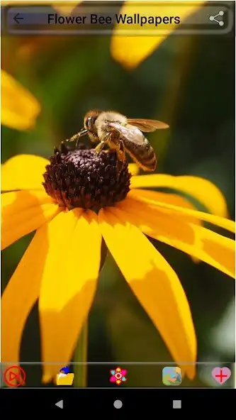 Play Flower Bee Wallpapers and enjoy Flower Bee Wallpapers with UptoPlay Play Flower Bee Wallpapers and enjoy Flower Bee Wallpapers with UptoPlay