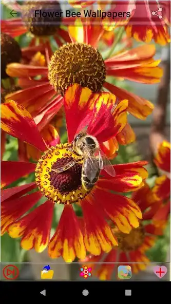 Play Flower Bee Wallpapers as an online game online Flower Bee Wallpapers with UptoPlay Play Flower Bee Wallpapers as an online game Flower Bee Wallpapers with UptoPlay