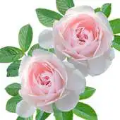 Free play online Flower Compositions Wallpapers APK