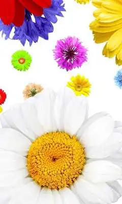 Play Flower Compositions Wallpapers Play Flower Compositions Wallpapers