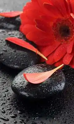Play Flower Compositions Wallpapers Play Flower Compositions Wallpapers