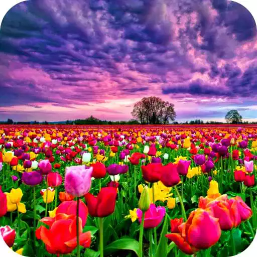 Play Flower Fields Live Wallpaper APK Play Flower Fields Live Wallpaper APK