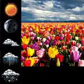 Free play online Flower Field Weather Widget APK