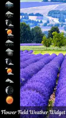 Play Flower Field Weather Widget Play Flower Field Weather Widget