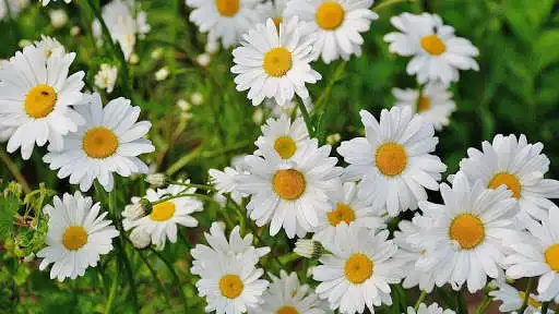 Play Flower Garden Wallpaper as an online game Flower Garden Wallpaper with UptoPlay
