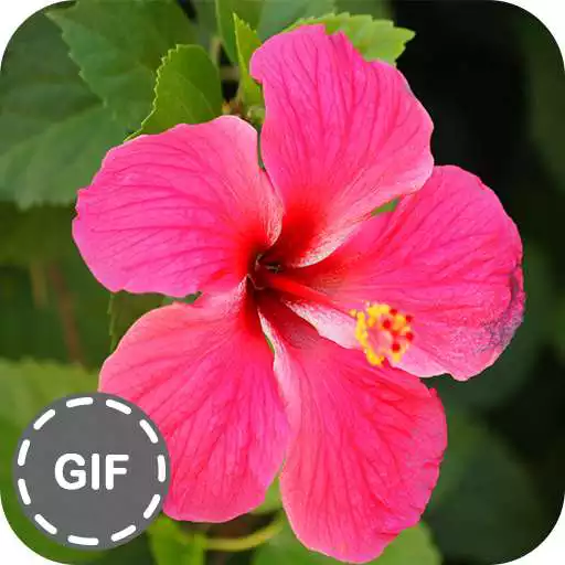 Free play online Flower GIF Collection APK Free play online Flower GIF Collection APK