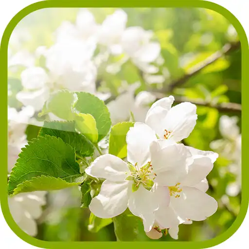 Play Flowering pear Wallpaper APK Play Flowering pear Wallpaper APK