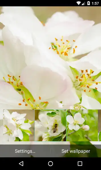 Play Flowering pear Wallpaper  and enjoy Flowering pear Wallpaper with UptoPlay