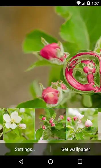 Play Flowering pear Wallpaper as an online game Flowering pear Wallpaper with UptoPlay