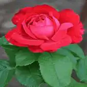 Free play online Flowering Red Rose LWP APK Free play online Flowering Red Rose LWP APK