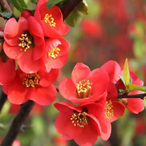 Play Flowering Time Live Wallpaper APK