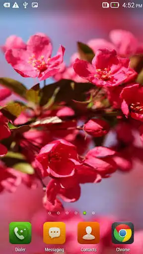 Play Flowering Time Live Wallpaper  and enjoy Flowering Time Live Wallpaper with UptoPlay