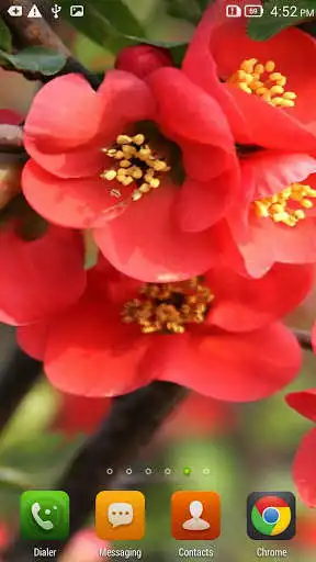 Play Flowering Time Live Wallpaper as an online game Flowering Time Live Wallpaper with UptoPlay