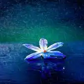 Free play online Flower In Rain LWP APK Free play online Flower In Rain LWP APK