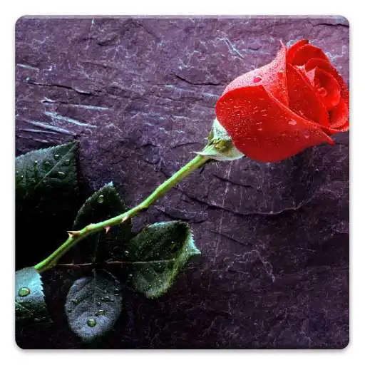 Free play online Flower Photos! APK