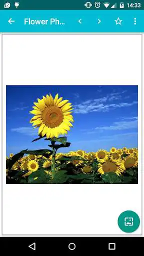 Play Flower Photos!
