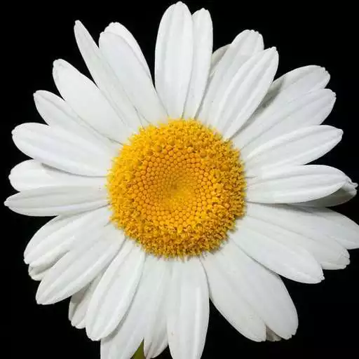 Free play online Flower Pictures APK