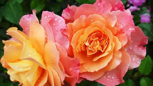 Play Flower Pictures