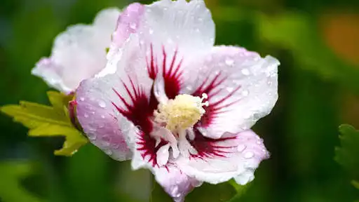 Play Flower Pictures