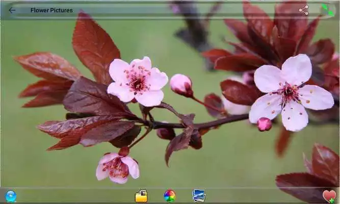 Play Flower Pictures